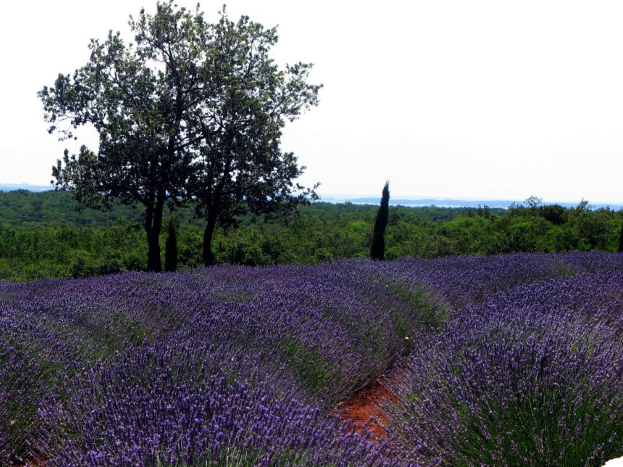 Aromatica