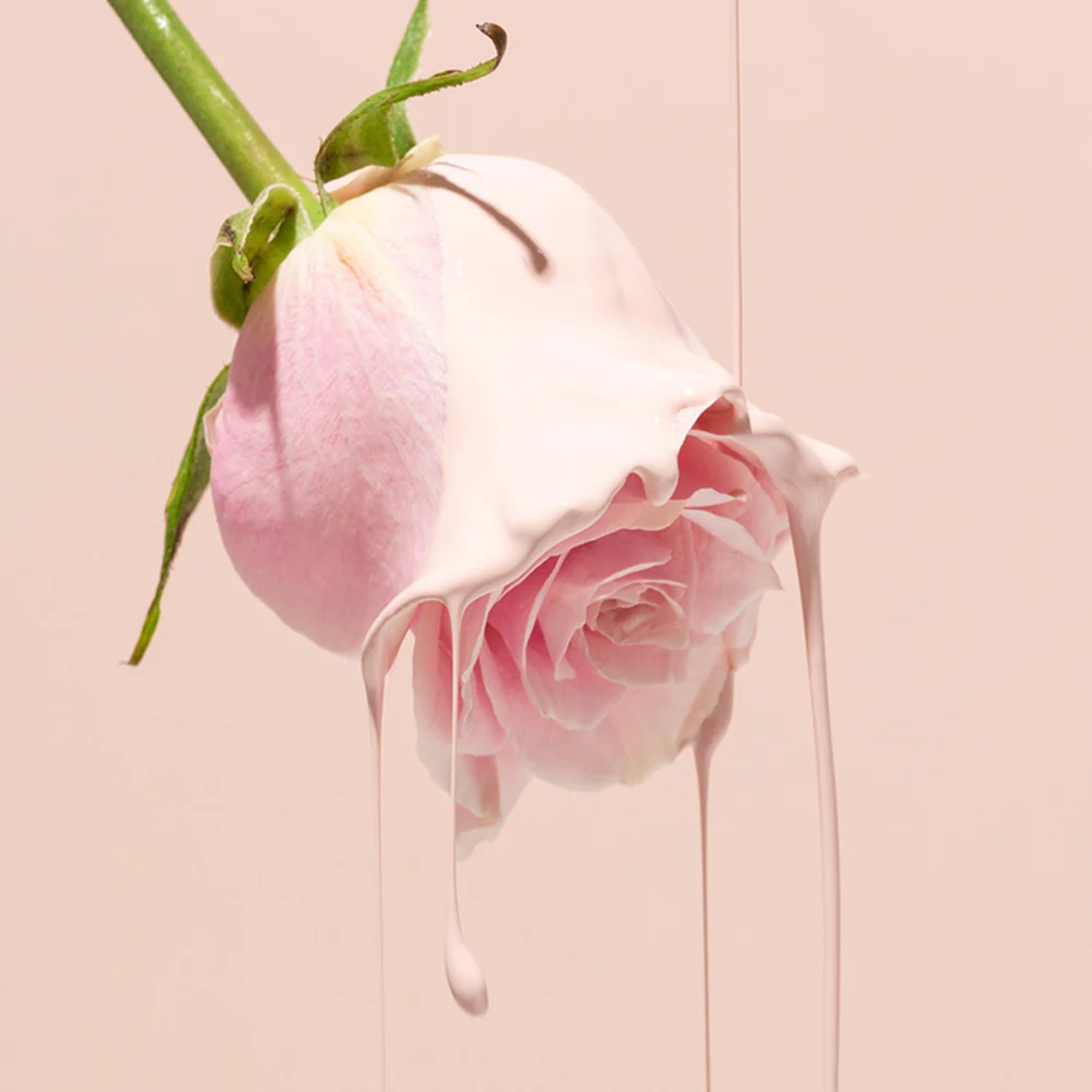Pink rose with water droplets on a light pink background
