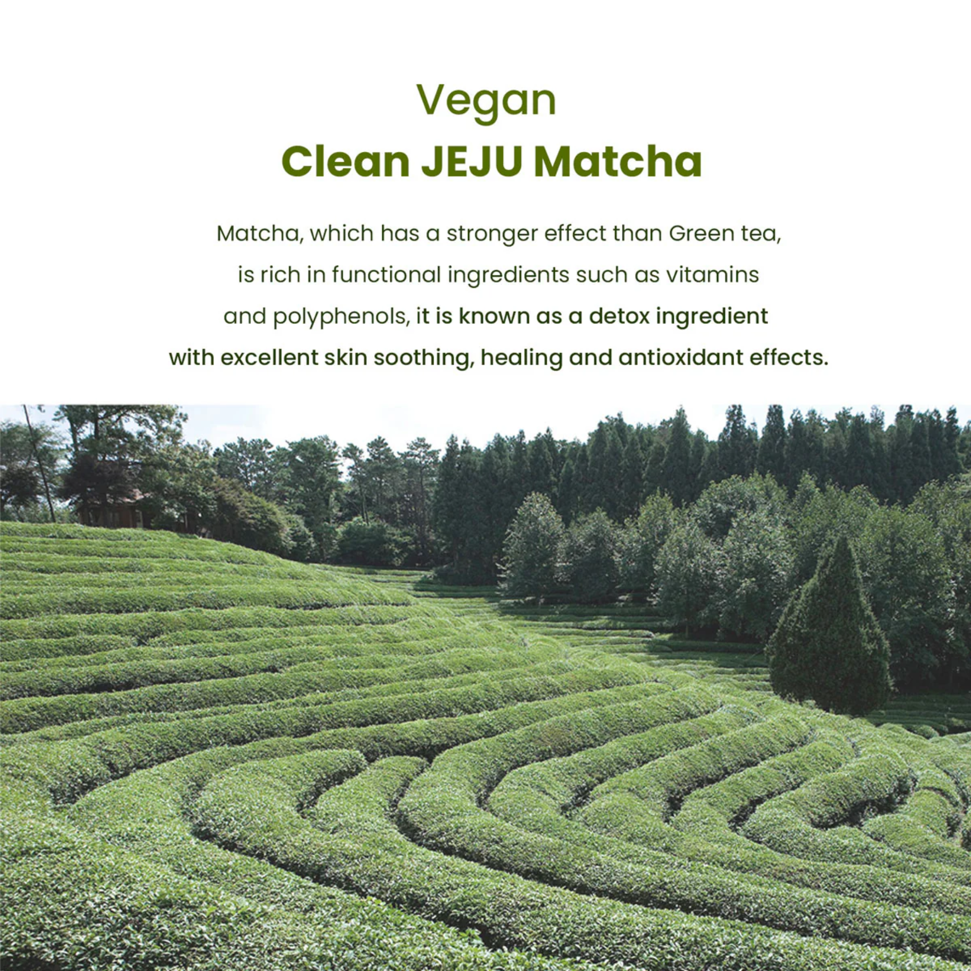 A promotional graphic for Vegan Clean JEJU Matcha featuring a scenic photograph of green tea plantations in the foreground and a block of descriptive text on a white background.