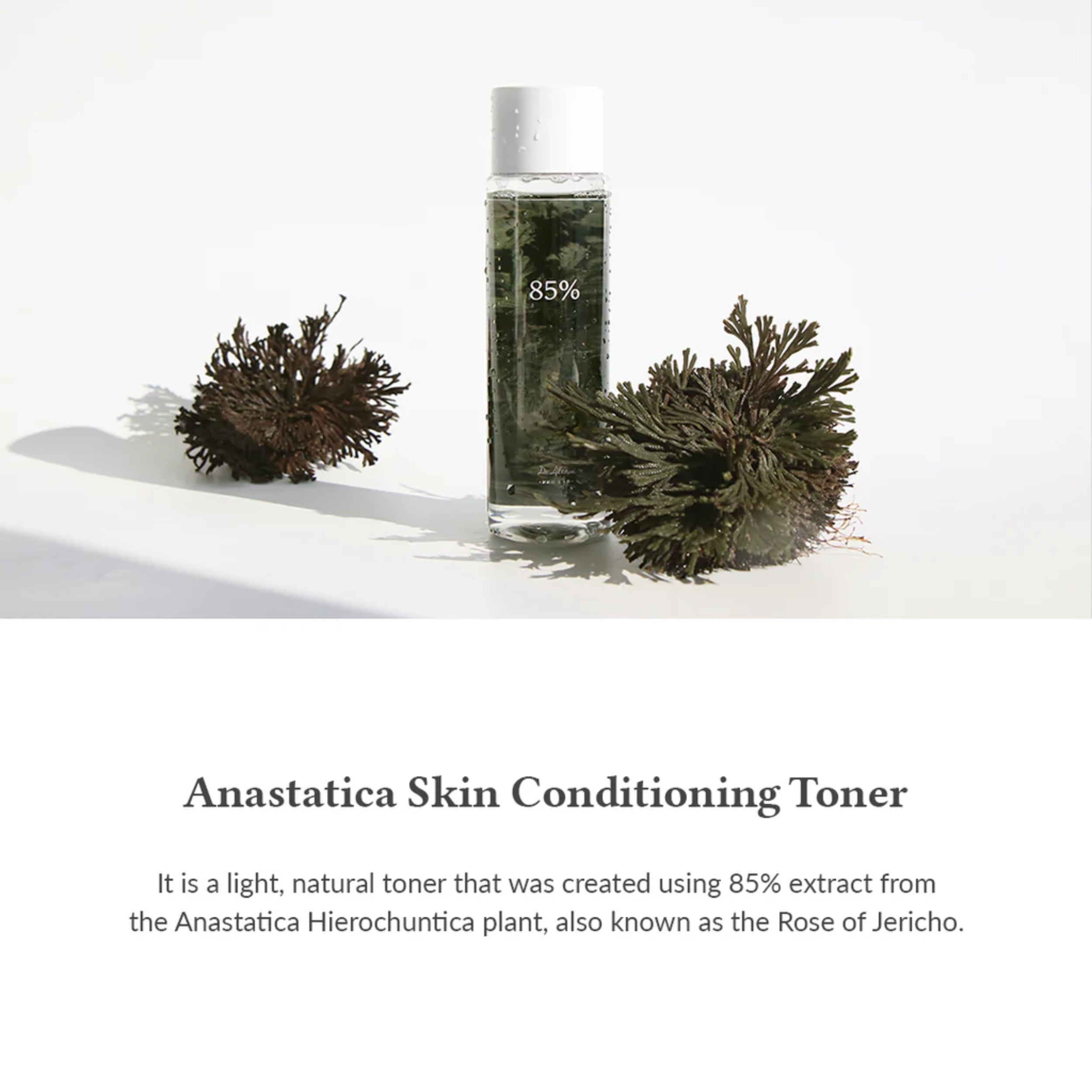 Anastatica Skin Conditioning Toner with dried plants on a white background