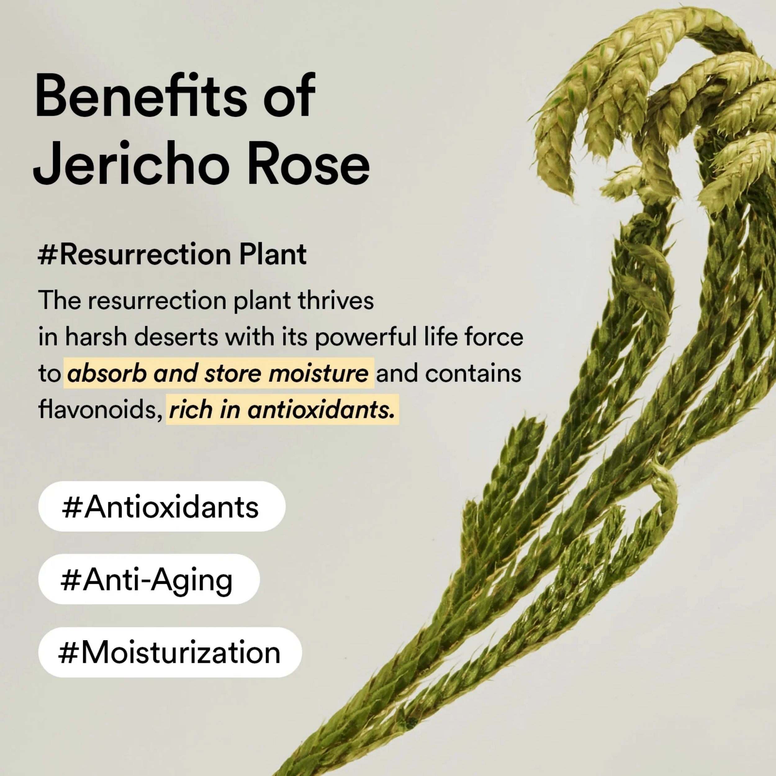 Illustration of a Jericho Rose with text about its benefits on a light background