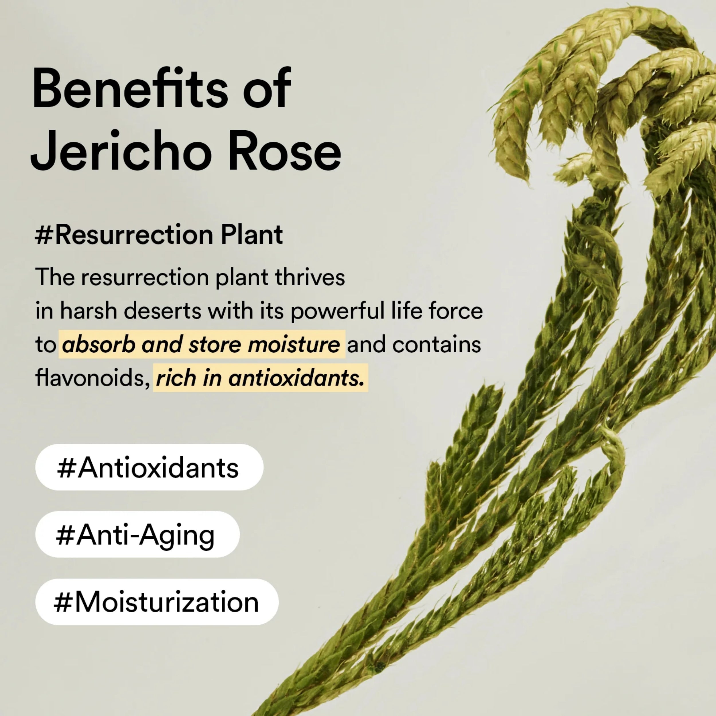 Illustration of a Jericho Rose with text about its benefits on a light background